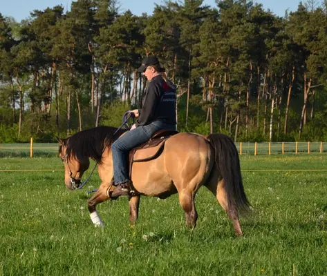 Quarter Horse Deckhengst in Dunskin mit top Charakter, Herz und