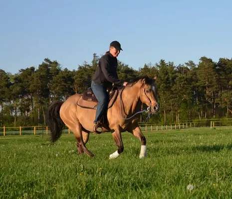 Quarter Horse Deckhengst in Dunskin mit top Charakter, Herz und