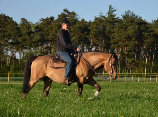 Quarter Horse Deckhengst in Dunskin mit top Charakter, Herz und