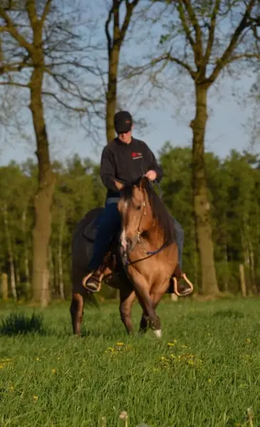 Quarter Horse Deckhengst in Dunskin mit top Charakter, Herz und