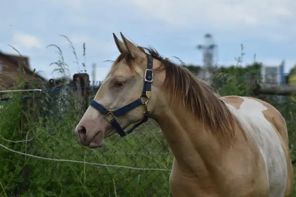 Homozygot Champagne Paint Horse Stute