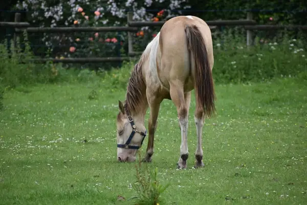 Homozygot Champagne Paint Horse Stute