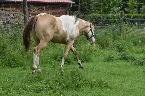 Homozygot Champagne Paint Horse Stute