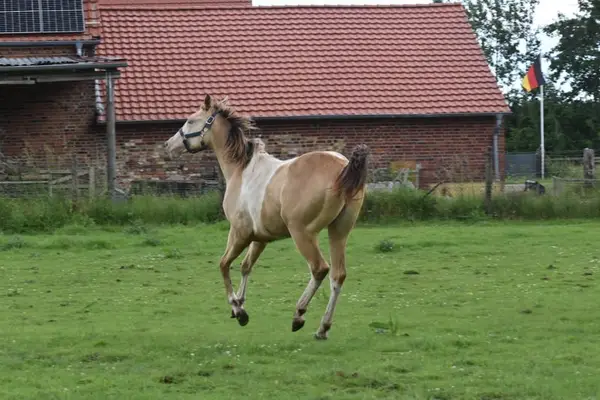 Homozygot Champagne Paint Horse Stute