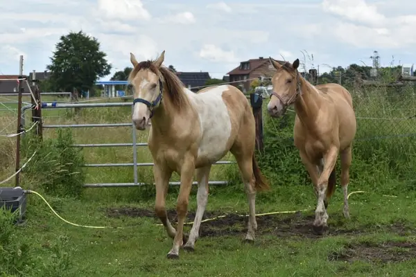 Homozygot Champagne Paint Horse Stute