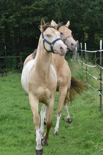 Homozygot Champagne Paint Horse Stute