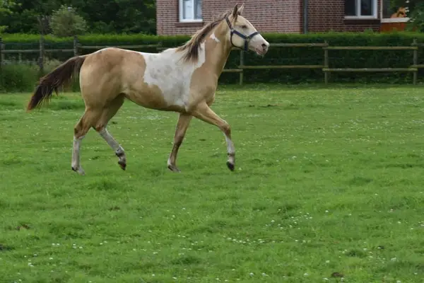 Homozygot Champagne Paint Horse Stute