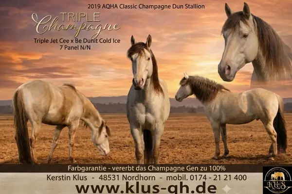 Homozygous Champagne Quarter Horse Stallion, Top Character