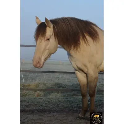 Homozygoter Champagne Quarter Horse Hengst, Top Charakter