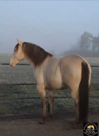 Homozygoter Champagne Quarter Horse Hengst, Top Charakter