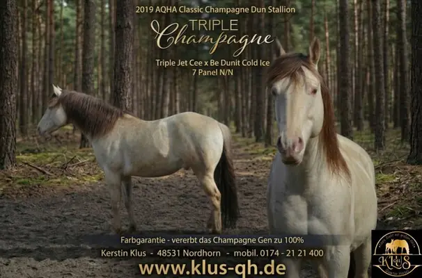 Homozygoter Champagne Quarter Horse Hengst, Top Charakter
