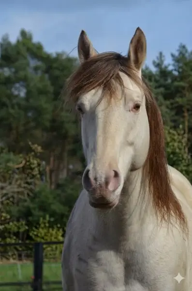 Homozygoter Champagne Quarter Horse Hengst, Top Charakter