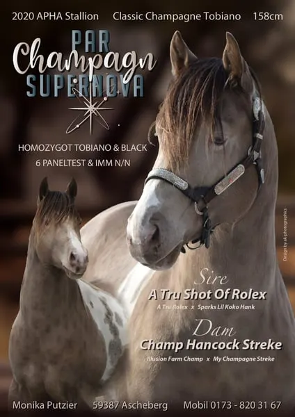 American Paint Horses Deckhengst, classic champagne tobiano