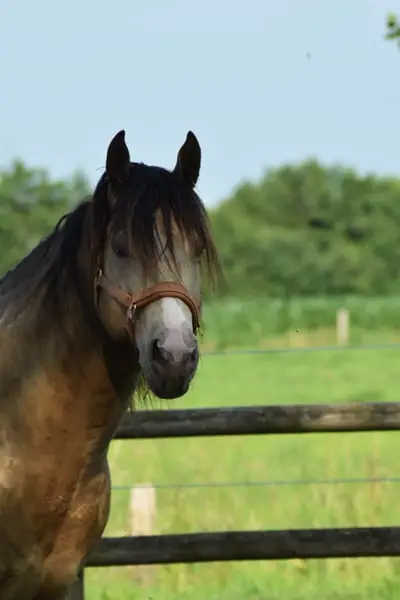 American Paint Horses Deckhengst, classic champagne tobiano