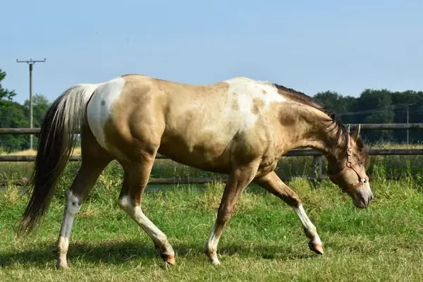 American Paint Horses Deckhengst, classic champagne tobiano