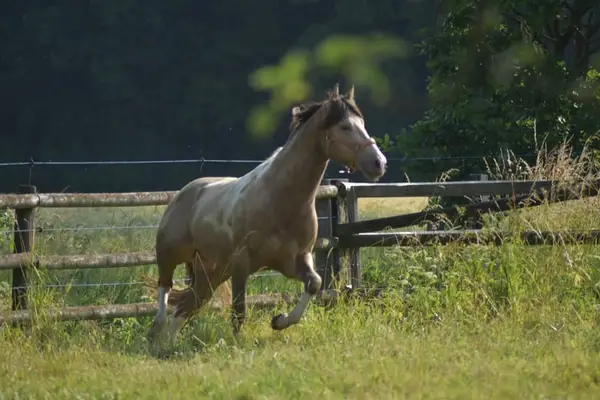 American Paint Horses Deckhengst, classic champagne tobiano