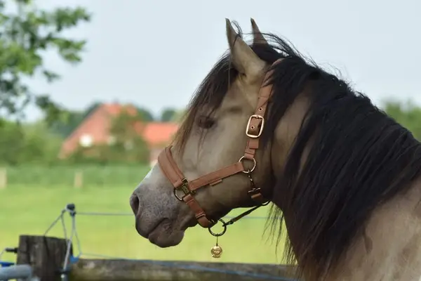 American Paint Horses Deckhengst, classic champagne tobiano