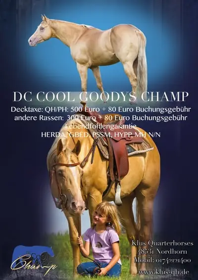 DC COOL GOODYS CHAMP