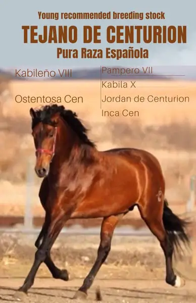Semental JOVEN REPRODUCTOR RECOMENDADO