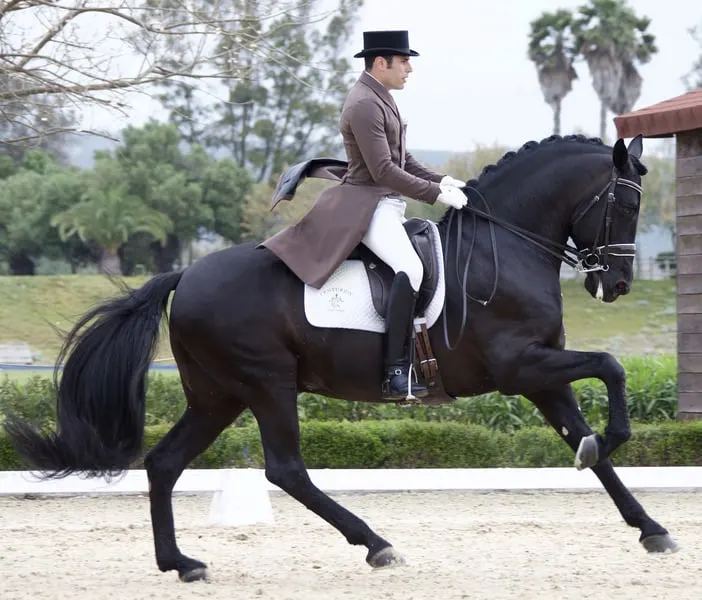 Schwarzer PRE-Hengst – Grand Prix-Niveau