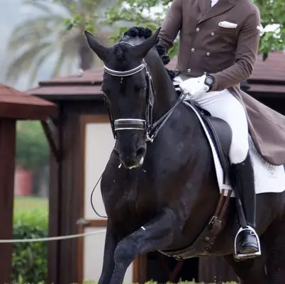 Schwarzer PRE-Hengst – Grand Prix-Niveau