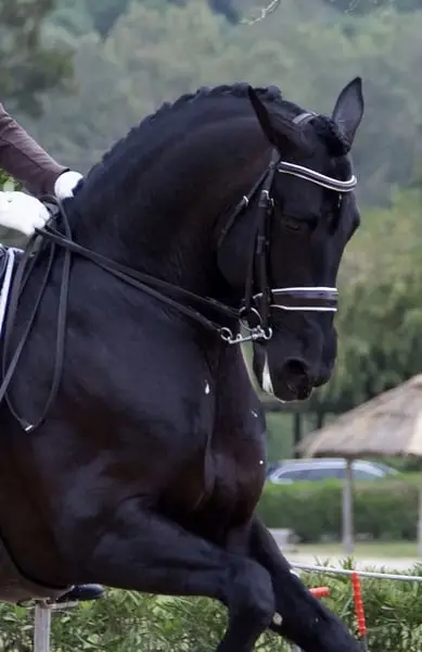 Schwarzer PRE-Hengst – Grand Prix-Niveau