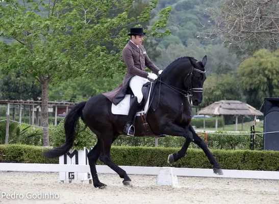 Schwarzer PRE-Hengst – Grand Prix-Niveau