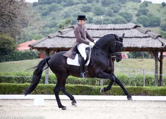 Schwarzer PRE-Hengst – Grand Prix-Niveau