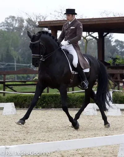 Schwarzer PRE-Hengst – Grand Prix-Niveau