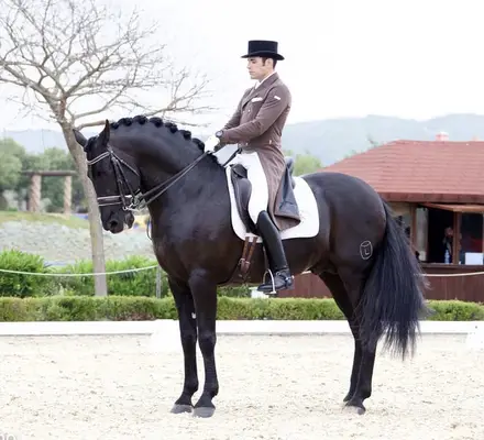 Schwarzer PRE-Hengst – Grand Prix-Niveau