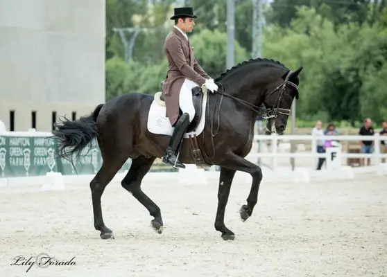 Schwarzer PRE-Hengst – Grand Prix-Niveau