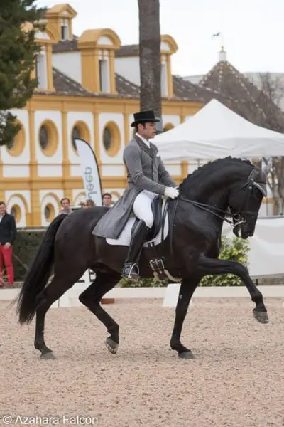 Schwarzer PRE-Hengst – Grand Prix-Niveau