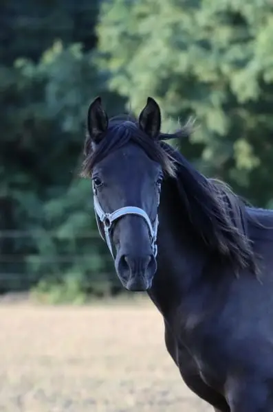 PRE gelding, grandson of Cacique IX