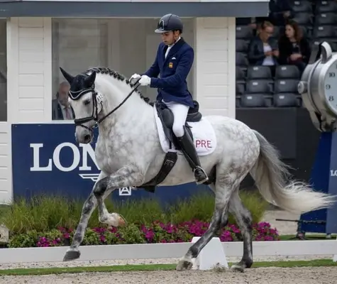 PRE-Hengst – Champion-Genetik