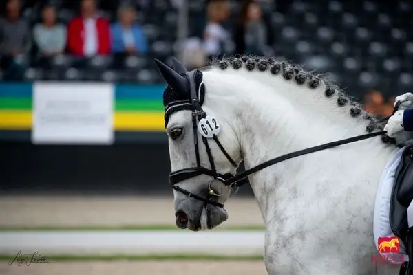 PRE-Hengst – Champion-Genetik