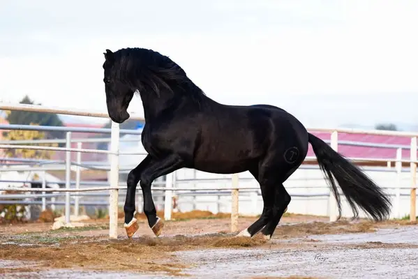 Soberbio de Troya II