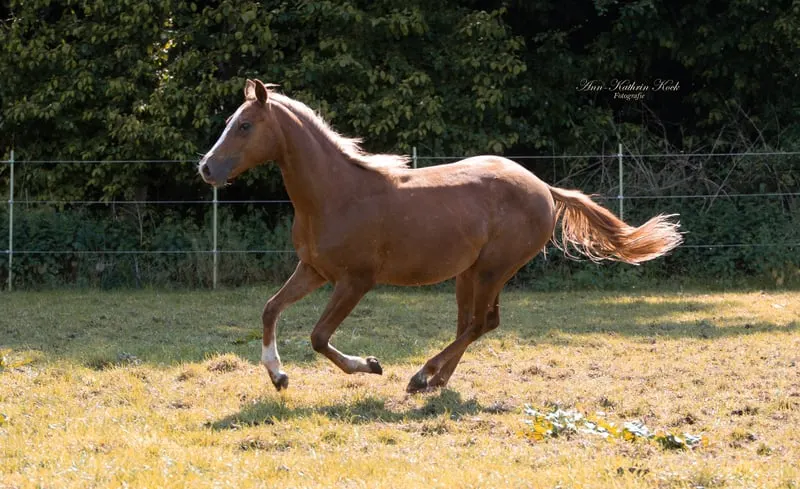 Stute mit viel Ausstrahlung aus besten QH Linien