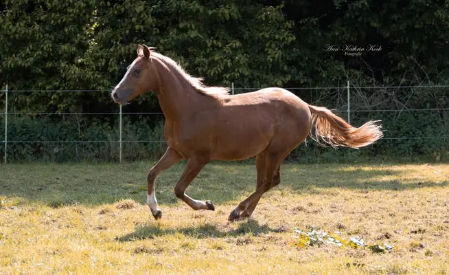 Stute mit viel Ausstrahlung aus besten QH Linien