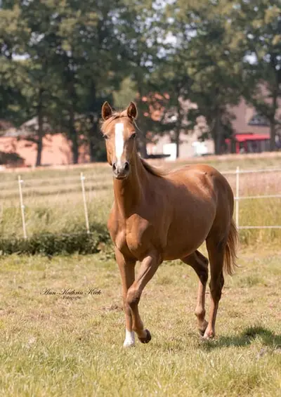 Stute mit viel Ausstrahlung aus besten QH Linien