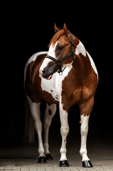 Paint Hengst der extraklasse
