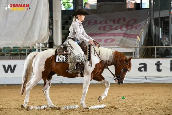 Paint Hengst der extraklasse
