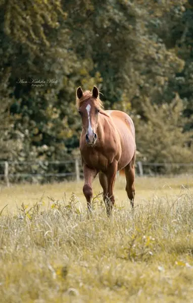 Potro QH bien conformado, prospecto NRHA