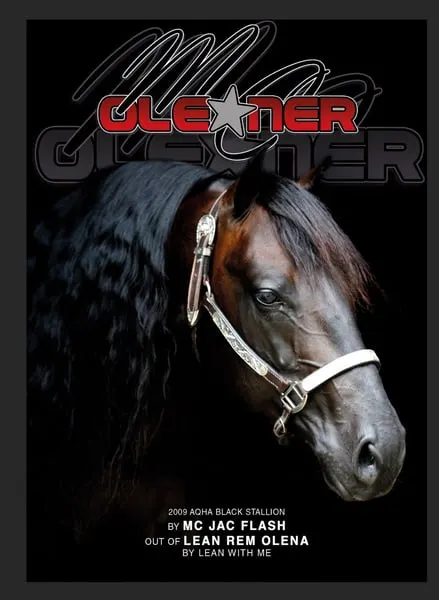 Quarter Horse Hengst der Extraklasse