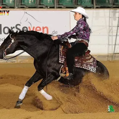Quarter Horse Hengst der Extraklasse
