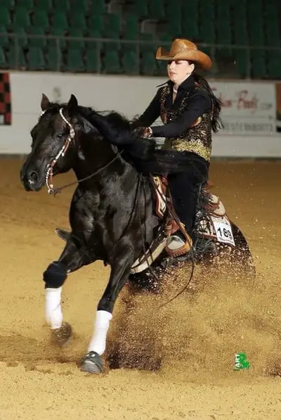 Quarter Horse Hengst der Extraklasse