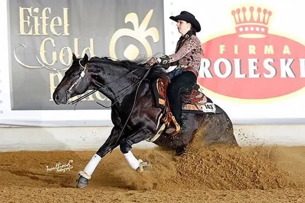 Quarter Horse Hengst der Extraklasse