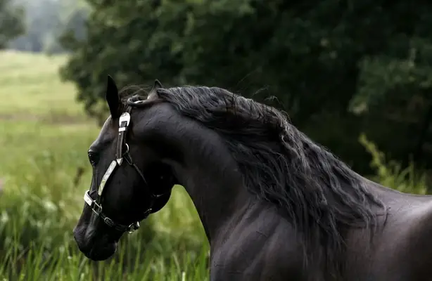 Quarter Horse Hengst der Extraklasse