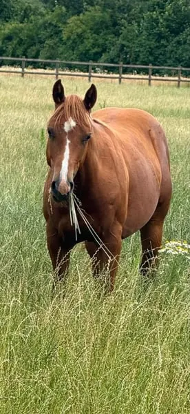 Super schicker QH Hengst von Colonels dancing G*n