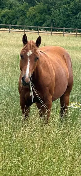 Super schicker QH Hengst von Colonels dancing G*n