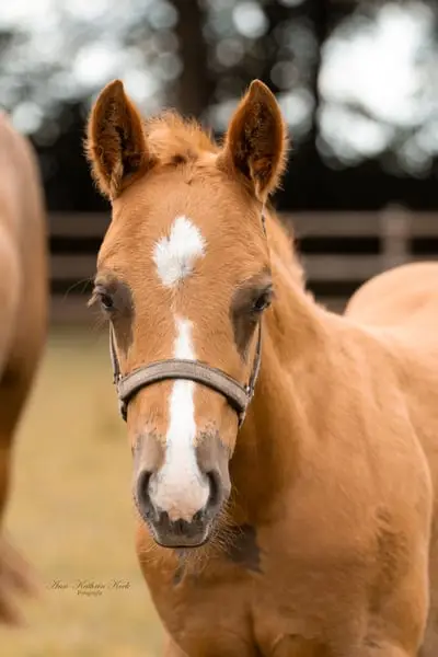Super schicker QH Hengst von Colonels dancing G*n